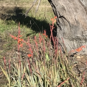 Gladiolus dalenii at Hughes, ACT - 23 May 2021 12:27 PM