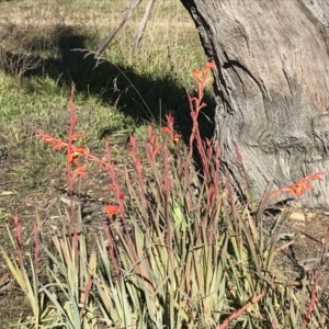 Gladiolus dalenii at Hughes, ACT - 23 May 2021