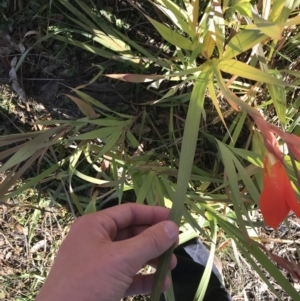 Gladiolus dalenii at Hughes, ACT - 23 May 2021