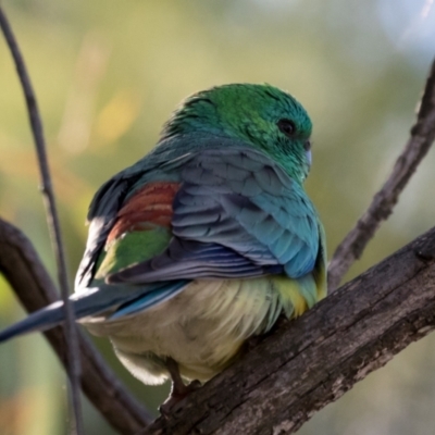 Psephotus haematonotus (Red-rumped Parrot) at The Pinnacle - 31 May 2021 by kasiaaus