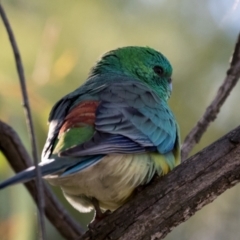 Psephotus haematonotus (Red-rumped Parrot) at Holt, ACT - 31 May 2021 by kasiaaus