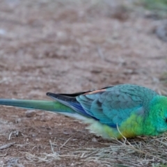 Psephotus haematonotus at Holt, ACT - 31 May 2021