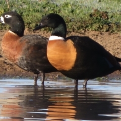 Tadorna tadornoides (Australian Shelduck) at Bungendore, NSW - 23 May 2021 by RobParnell