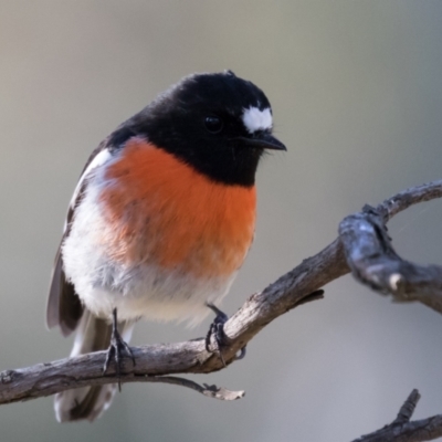 Petroica boodang (Scarlet Robin) at The Pinnacle - 31 May 2021 by kasiaaus