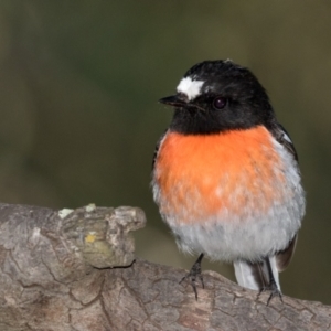 Petroica boodang at Holt, ACT - 31 May 2021