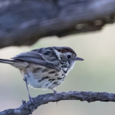 Pyrrholaemus sagittatus (Speckled Warbler) at The Pinnacle - 31 May 2021 by kasiaaus