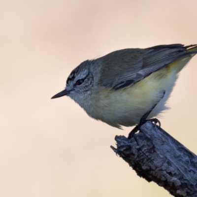 Acanthiza chrysorrhoa (Yellow-rumped Thornbill) at The Pinnacle - 31 May 2021 by kasiaaus