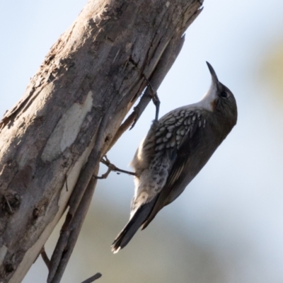 Cormobates leucophaea (White-throated Treecreeper) at Holt, ACT - 31 May 2021 by kasiaaus