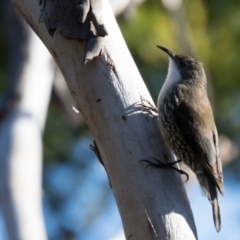 Cormobates leucophaea at Holt, ACT - 31 May 2021