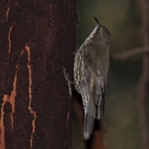 Cormobates leucophaea at Holt, ACT - 31 May 2021 03:29 PM