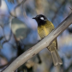 Nesoptilotis leucotis (White-eared Honeyeater) at The Pinnacle - 31 May 2021 by kasiaaus