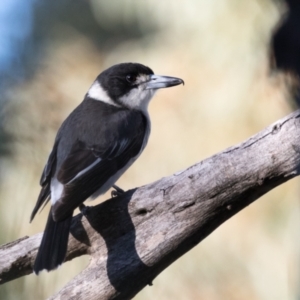 Cracticus torquatus at Holt, ACT - 31 May 2021