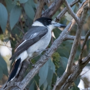 Cracticus torquatus at Holt, ACT - 31 May 2021