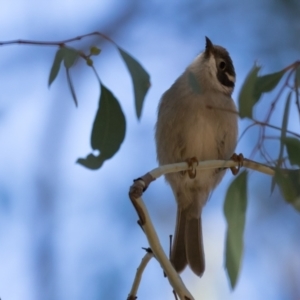 Melithreptus brevirostris at Holt, ACT - 31 May 2021