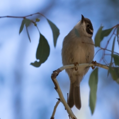 Melithreptus brevirostris (Brown-headed Honeyeater) at The Pinnacle - 31 May 2021 by kasiaaus