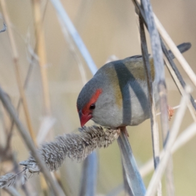 Neochmia temporalis (Red-browed Finch) at The Pinnacle - 31 May 2021 by kasiaaus