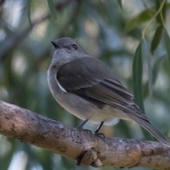 Pachycephala pectoralis (Golden Whistler) at Holt, ACT - 31 May 2021 by kasiaaus