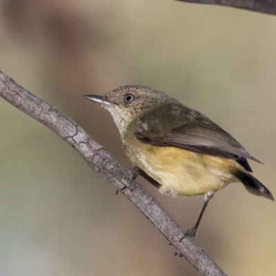 Acanthiza reguloides (Buff-rumped Thornbill) at The Pinnacle - 31 May 2021 by kasiaaus