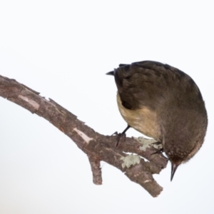 Acanthiza reguloides at Holt, ACT - 31 May 2021