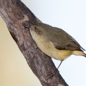 Acanthiza reguloides at Holt, ACT - 31 May 2021