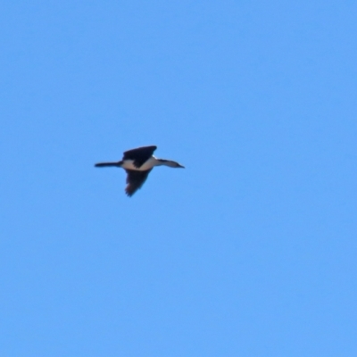 Microcarbo melanoleucos (Little Pied Cormorant) at Hume, ACT - 31 May 2021 by RodDeb