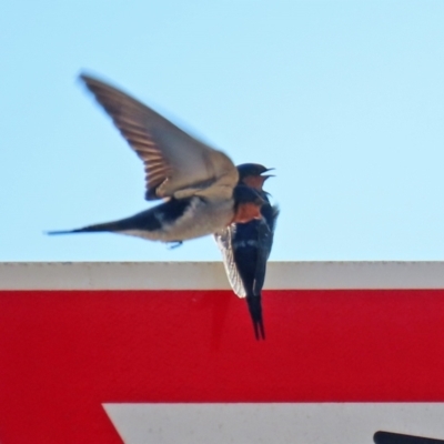 Hirundo neoxena (Welcome Swallow) at Hume, ACT - 31 May 2021 by RodDeb