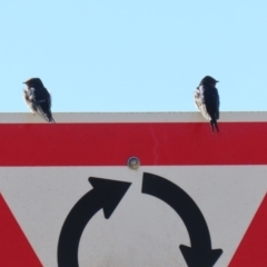 Hirundo neoxena at Hume, ACT - 31 May 2021