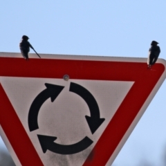 Hirundo neoxena at Hume, ACT - 31 May 2021