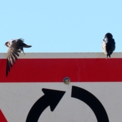 Hirundo neoxena at Hume, ACT - 31 May 2021