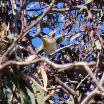 Pardalotus striatus (Striated Pardalote) at Hume, ACT - 31 May 2021 by RodDeb