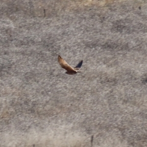 Falco berigora at Hume, ACT - 31 May 2021