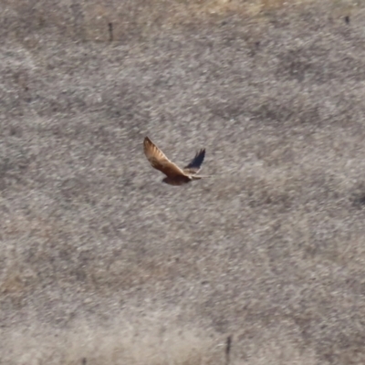 Falco berigora (Brown Falcon) at Hume, ACT - 31 May 2021 by RodDeb