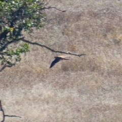 Falco berigora at Hume, ACT - 31 May 2021