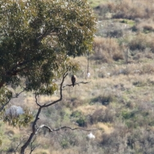 Falco berigora at Hume, ACT - 31 May 2021