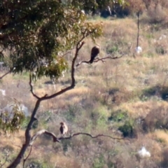 Falco berigora at Hume, ACT - 31 May 2021