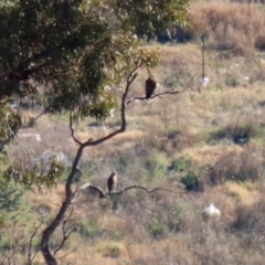 Falco berigora at Hume, ACT - 31 May 2021