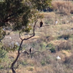 Falco berigora at Hume, ACT - 31 May 2021