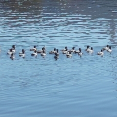 Phalacrocorax sulcirostris (Little Black Cormorant) at Lake Burley Griffin West - 31 May 2021 by wombey