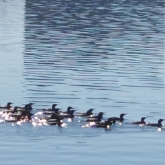 Phalacrocorax sulcirostris at Yarralumla, ACT - 31 May 2021 12:22 PM