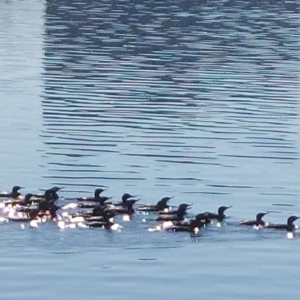 Phalacrocorax sulcirostris at Yarralumla, ACT - 31 May 2021