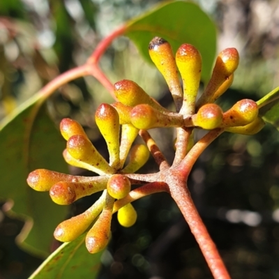 Eucalyptus dives (Broad-leaved Peppermint) at Aranda Bushland - 31 May 2021 by drakes