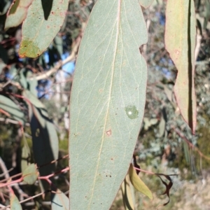 Eucalyptus dives at Holt, ACT - 31 May 2021 10:30 AM