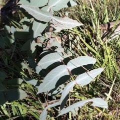 Eucalyptus dives at Holt, ACT - 31 May 2021 10:30 AM