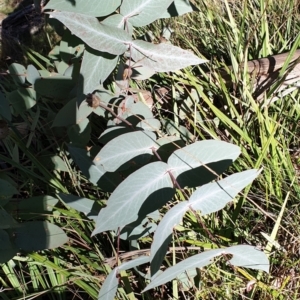 Eucalyptus dives at Holt, ACT - 31 May 2021 10:30 AM