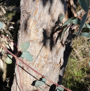 Eucalyptus dives at Holt, ACT - 31 May 2021