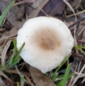 zz agaric (stem; gills white/cream) at Cook, ACT - 27 May 2021