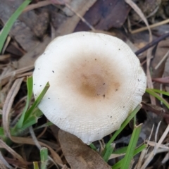 zz agaric (stem; gills white/cream) at Cook, ACT - 28 May 2021 by drakes