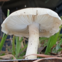 zz agaric (stem; gills white/cream) at Cook, ACT - 28 May 2021