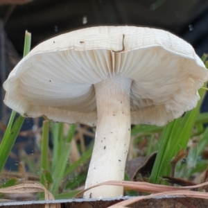 zz agaric (stem; gills white/cream) at Cook, ACT - 28 May 2021