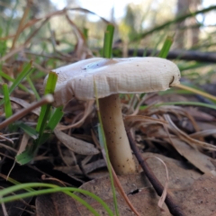 zz agaric (stem; gills white/cream) at Cook, ACT - 28 May 2021